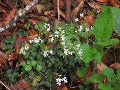 Cardamine trifolia
