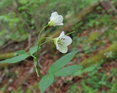 Cardamine waldsteinii