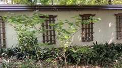 Cercis glabra