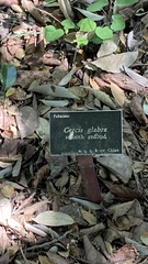 Cercis glabra