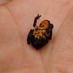 Oreophrynella quelchii