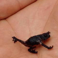 Oreophrynella quelchii