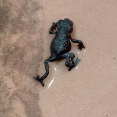 Oreophrynella quelchii