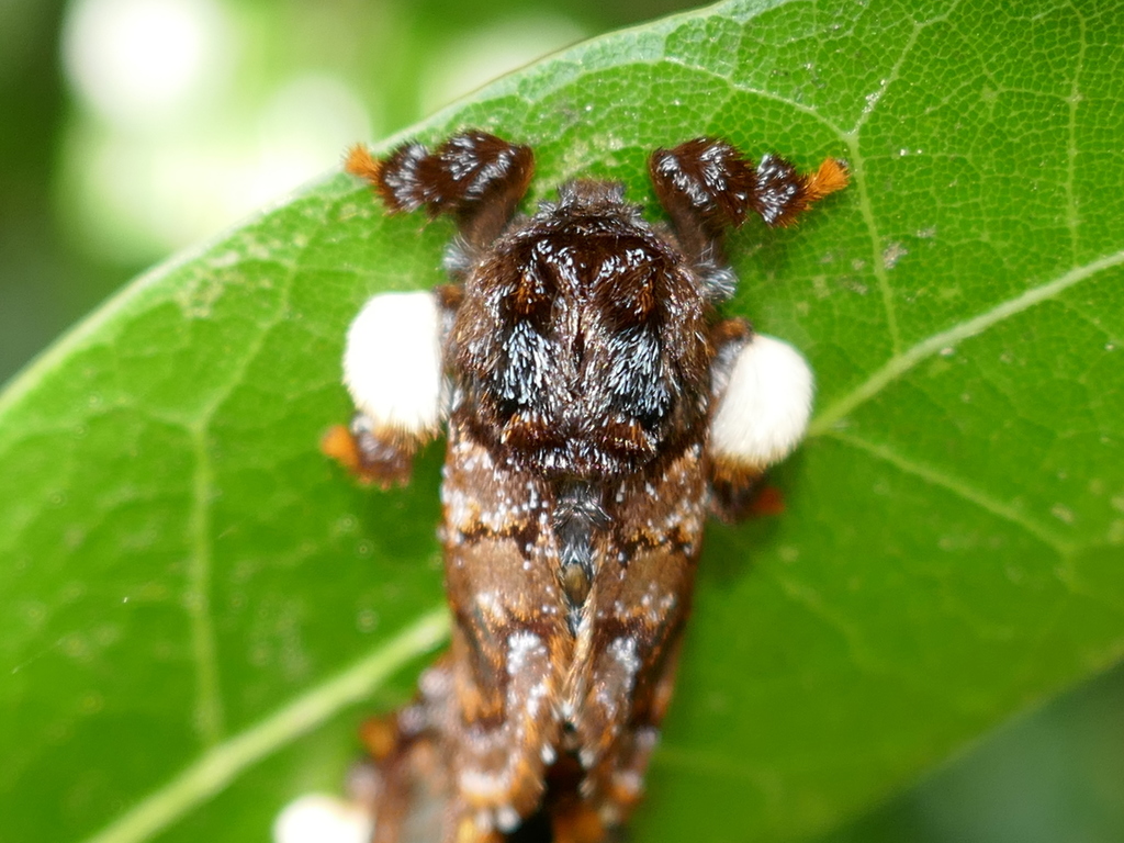 Hag [monkey Slug] Moth