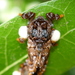 Hag Moth - Photo (c) Kai Squires, some rights reserved (CC BY), uploaded by Kai Squires