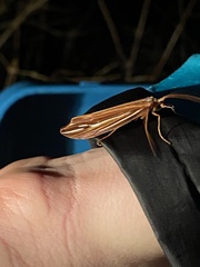 Psychoglypha bella