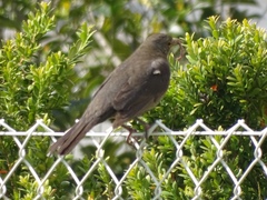 Turdus merula