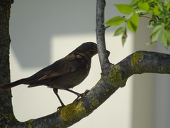 Turdus merula