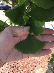 Ginkgo biloba