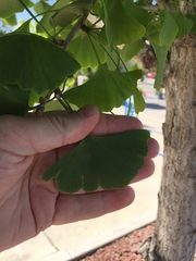 Ginkgo biloba