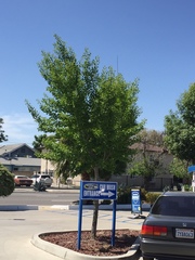 Ginkgo biloba