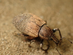Barynotus obscurus
