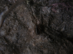 Phlegra bresnieri