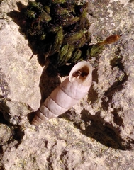 Solatopupa similis
