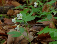 Cardamine waldsteinii
