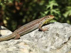 Podarcis filfolensis maltensis