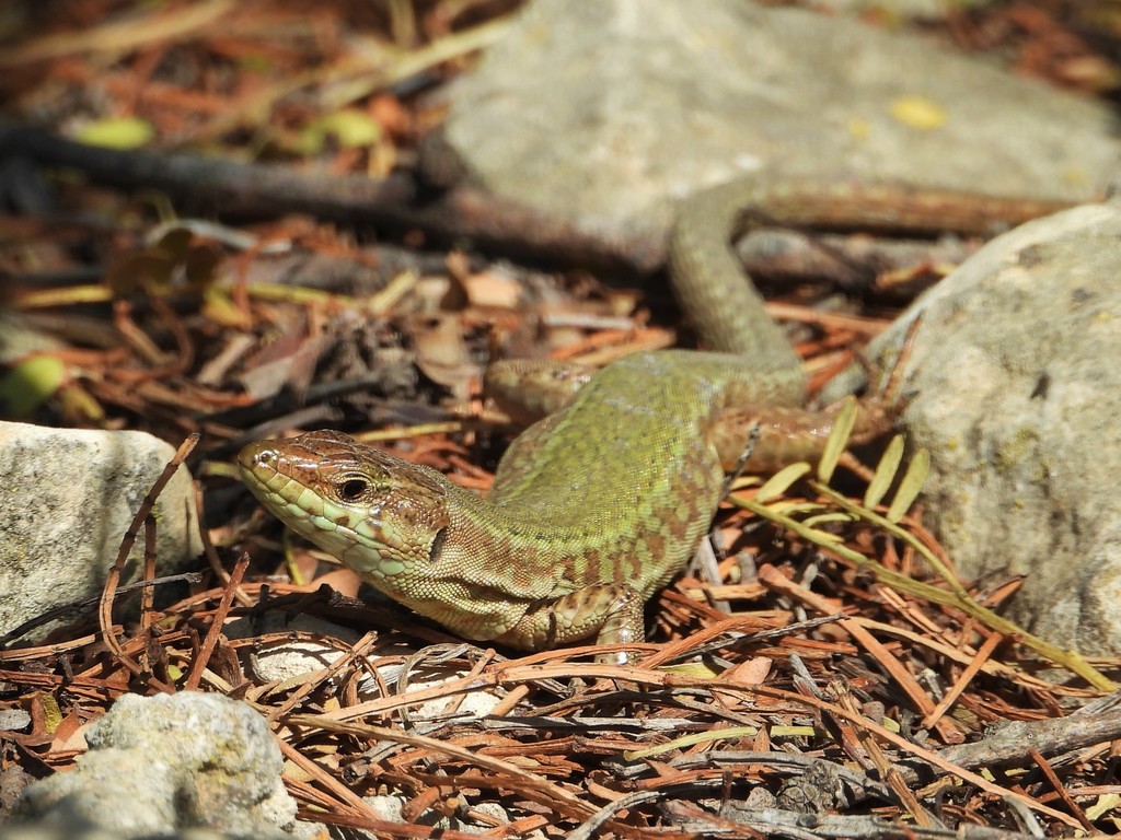 Maltese Wall Lizard