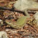 Filfola Lizard - Photo (c) amantedarmanin, some rights reserved (CC BY-NC)