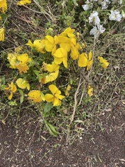 Viola × wittrockiana