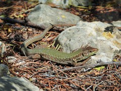 Podarcis filfolensis maltensis