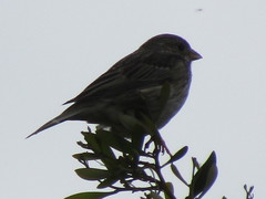 Emberiza calandra