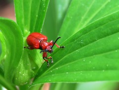 Lilioceris merdigera
