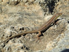 Podarcis filfolensis maltensis