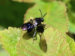 Odyneropsis