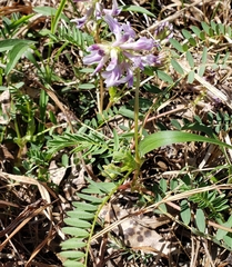 Astragalus bibullatus