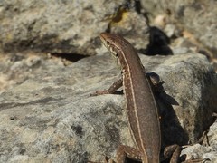 Podarcis filfolensis maltensis
