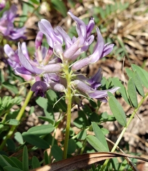 Astragalus bibullatus