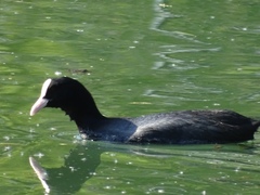 Fulica atra