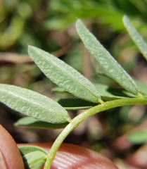 Astragalus bibullatus