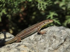 Podarcis filfolensis maltensis
