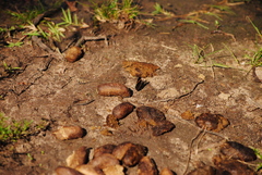 Hydrochoerus hydrochaeris