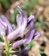 Astragalus bibullatus
