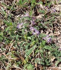 Astragalus bibullatus