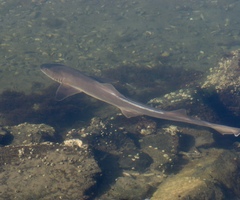 Mustelus californicus
