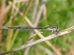 Enallagma durum