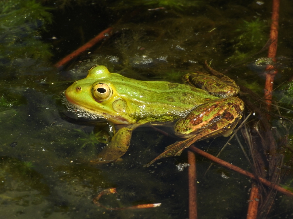 Pool Frog, photo 1 of 10