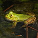 Pool Frog Complex and Its Kleptons - Photo (c) Thorsten Stegmann, some rights reserved (CC BY-NC), uploaded by Thorsten Stegmann