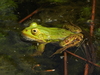 Pool Frog Complex and Its Kleptons - Photo (c) Thorsten Stegmann, some rights reserved (CC BY-NC), uploaded by Thorsten Stegmann