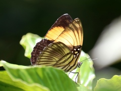 Adelpha melanthe