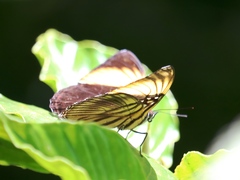 Adelpha melanthe