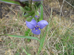 Tradescantia humilis