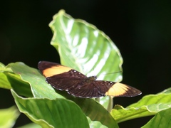 Adelpha melanthe