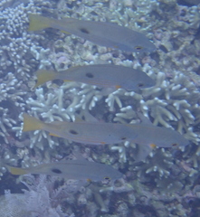 Lutjanus ehrenbergii