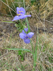 Tradescantia humilis