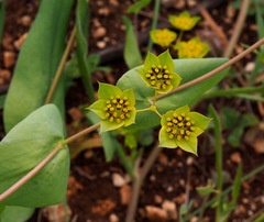 Bupleurum lancifolium