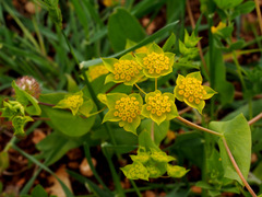 Bupleurum lancifolium